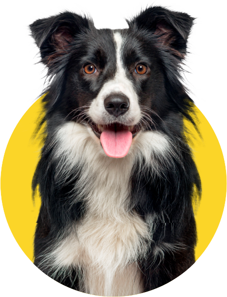 ProDog Raw - Honest Raw Food, Treats & Supplements for Dogs