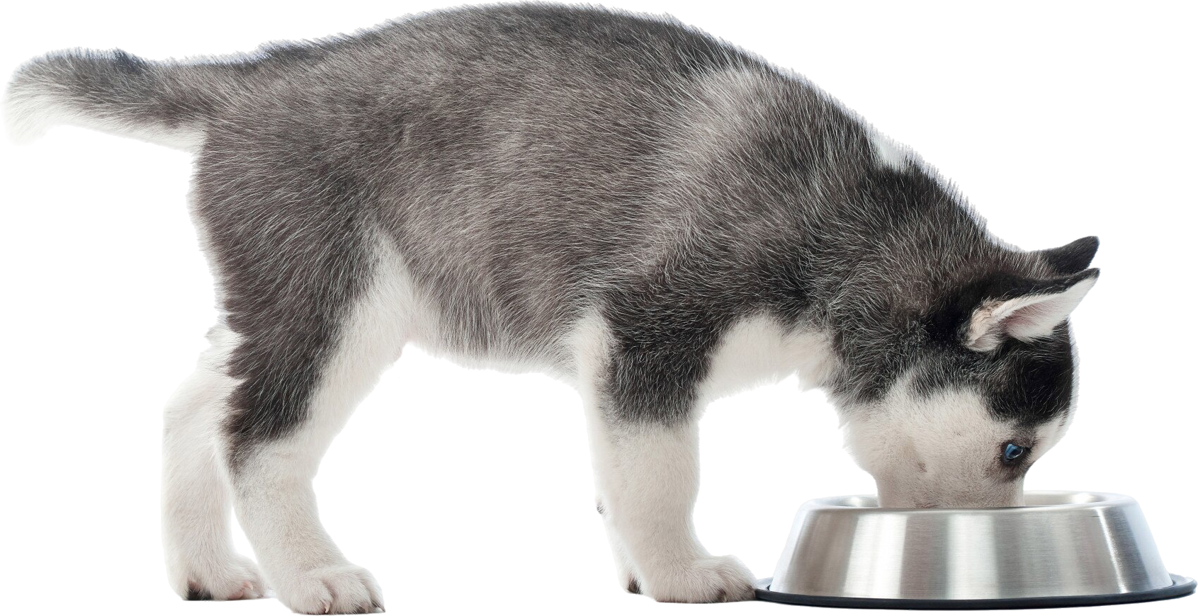 ProDog Raw - Honest Raw Food, broths & Supplements for Dogs