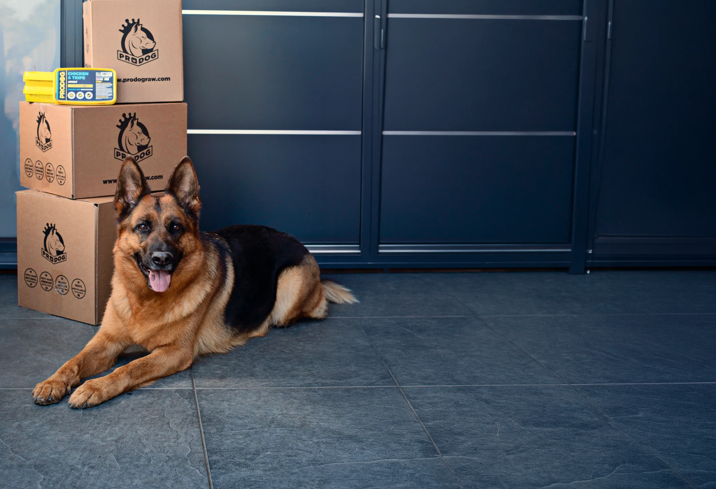 German Shepherd beside ProDog delivery boxes