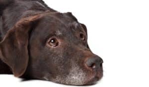 Is My Dog Depressed?