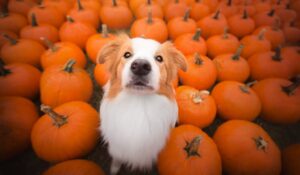 The Health Benefits of Pumpkin for Dogs