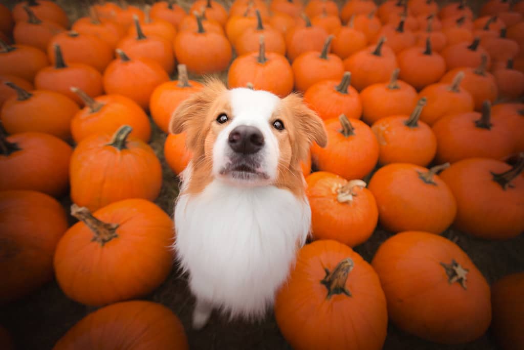 The Health Benefits of Pumpkin for Dogs