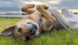 Ticks On Dogs | Natural Prevention and Expert Advice