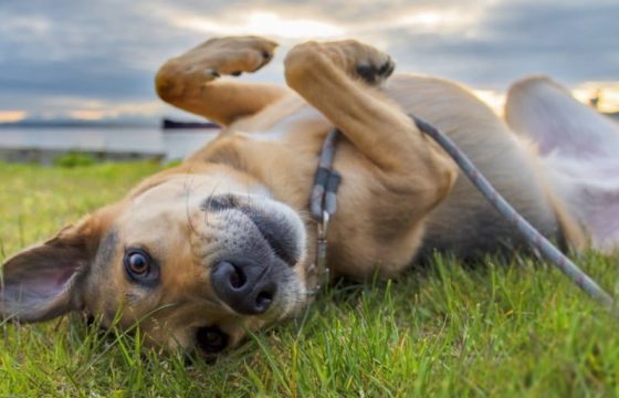 Ticks On Dogs | Natural Prevention and Expert Advice