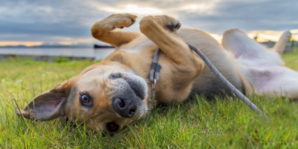 Ticks On Dogs | Natural Prevention and Expert Advice