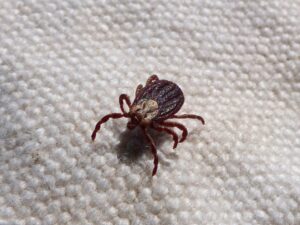 What do ticks look like on dogs
