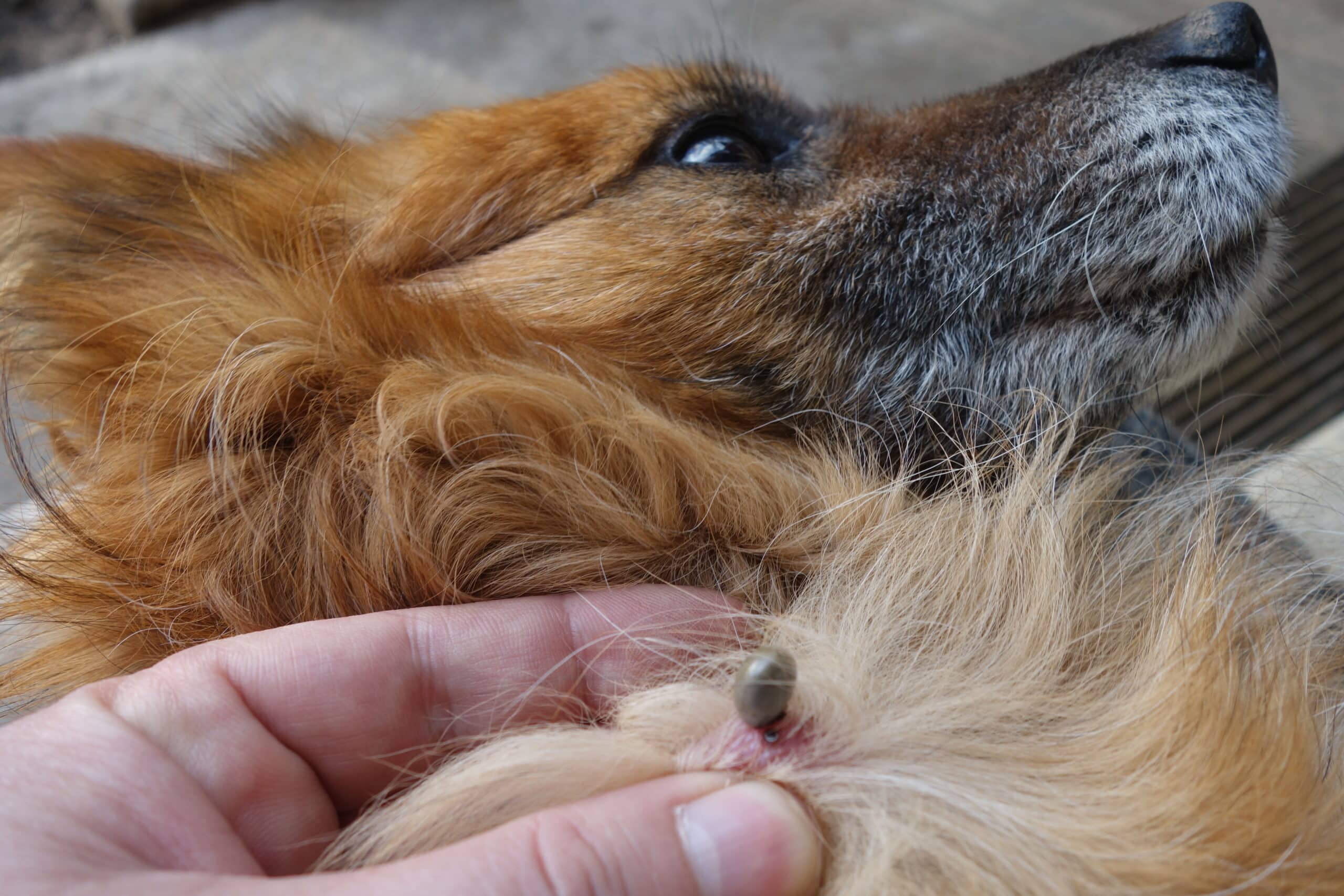where to find a tick on a dog