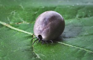 what do ticks on dogs look like
