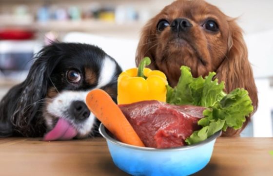 Am I Feeding My Dog Enough?