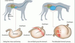 Bloat In Dogs | The ‘All You Need To Know’ Guide