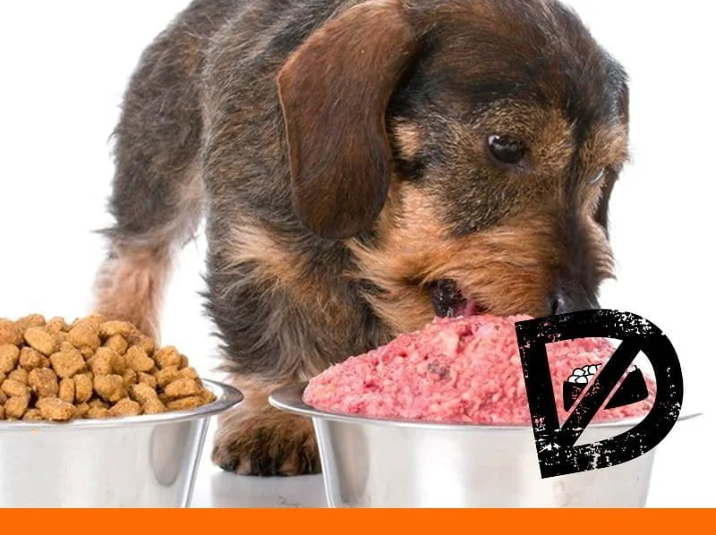 picture of a dog ditching the dry food, 2 bowls in front one with raw one with kibble, dog is eating the raw, one of the biggest raw dog food myths is that it's not as safe as kibble and is often recalled. This is false, raw is as safe as any other food and dogs prefer it.