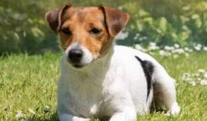 Puppy litter is much healthier now they're fed raw food, jack russell in garden lying on grass