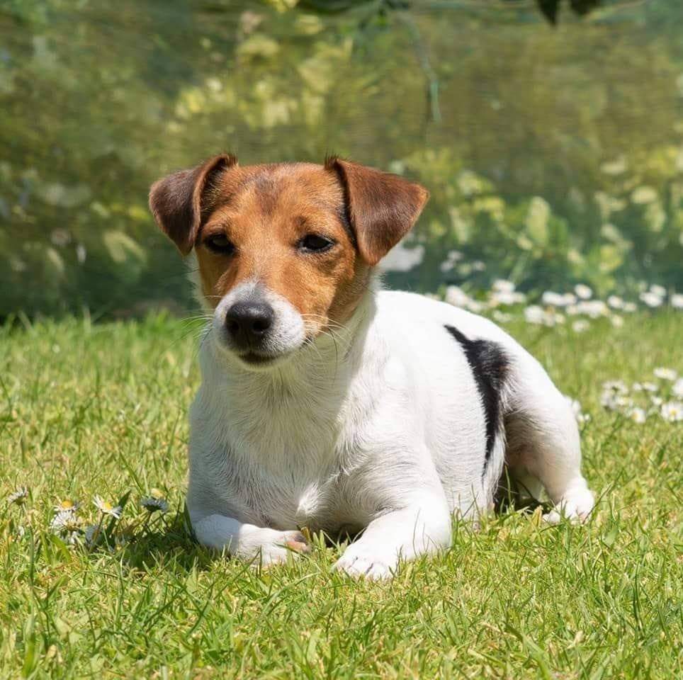 Puppy litter is much healthier now they're fed raw food, jack russell in garden lying on grass