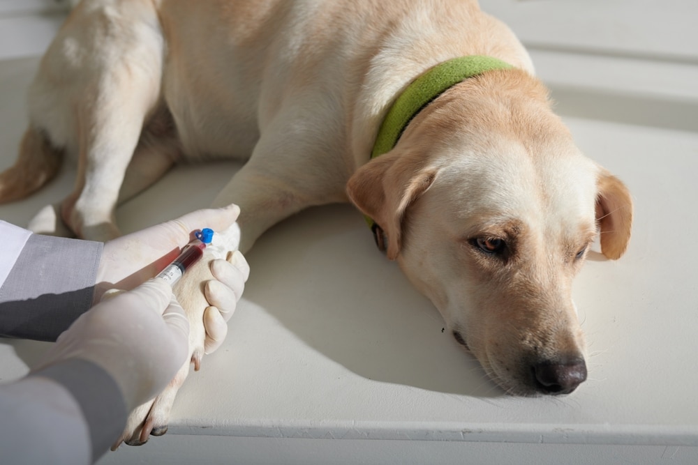 titre testing for dogs