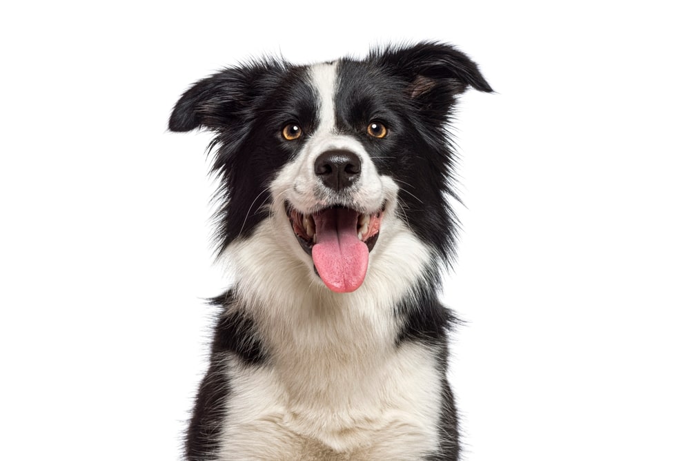 dogs and titre tests