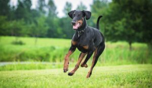 Doberman Food Guide