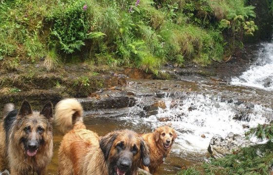 Doggy Day Care Sees Huge Changes In Raw Fed Dogs