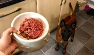 So Why is Processed Food is Bad for Dogs?
