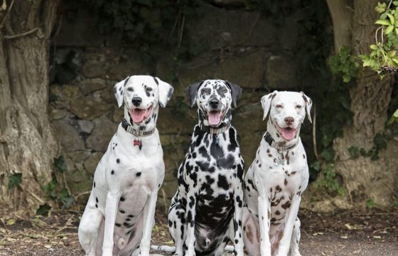 Raw Feeding & Supplementation For 3 Very Happy & Healthy Dalmatians