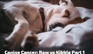 Everything You Need to Know About Cancer In Dogs