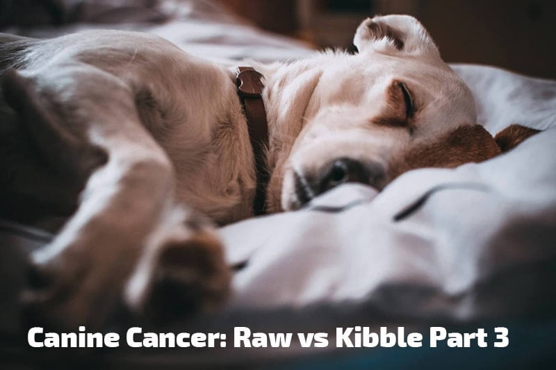 Canine Cancer Raw vs Kibble Part 3 ProDog Raw