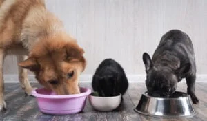 Hunger, Fasting & Once A Day Feeding