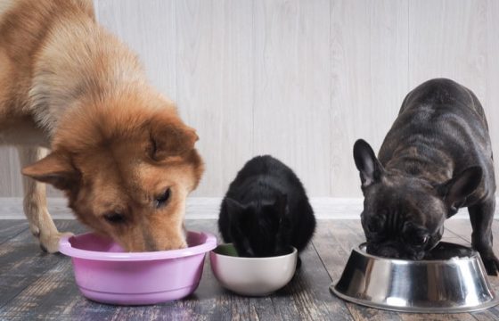 Astaxanthin supplier Astaxanthin supplier