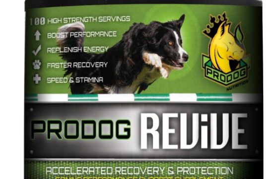 How Can I Boost My Dogs Energy?