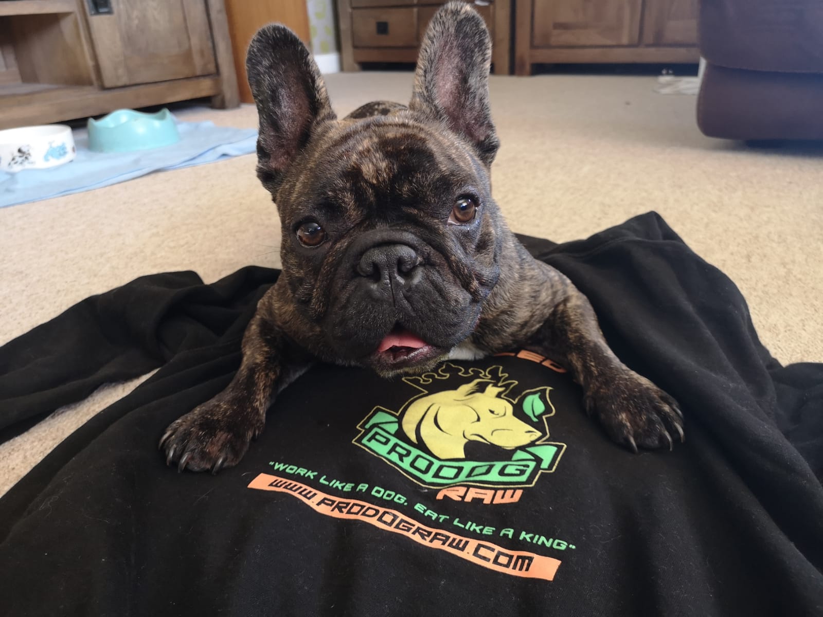 Are French Bulldogs Prone To Sickness