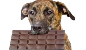 What is Toxic to Your Dog?