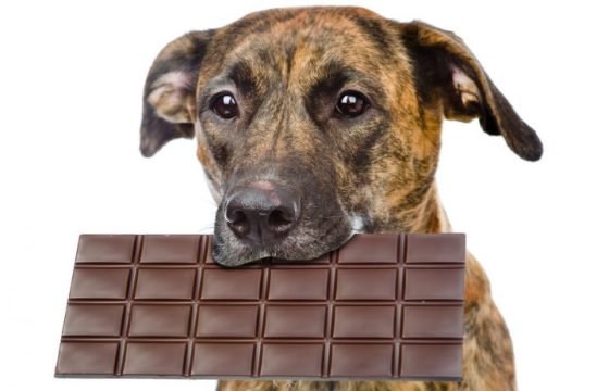 What is Toxic to Your Dog?
