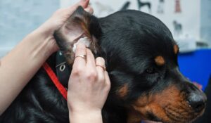 Ear Infections in Dogs