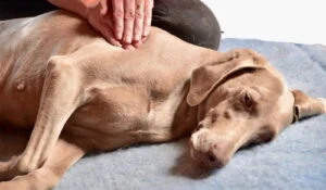 Dogs Need Therapy Too: Our Favourite 3 Alternative Therapies for Working Dogs