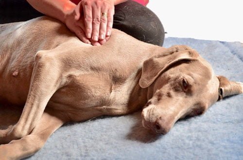 Dogs Need Therapy Too: Our Favourite 3 Alternative Therapies for Working Dogs