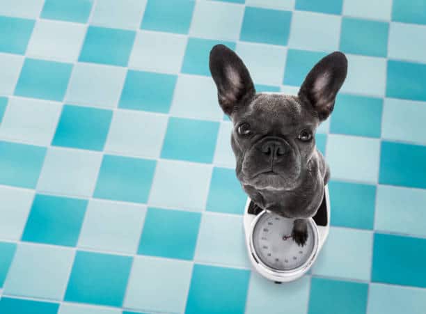 Overweight Dog Guide & The Best Food For Them