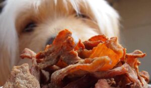 Treats To Use When Feeding a Raw Diet