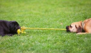 Need to Keep Your Dog Stimulated Indoors? This is the Guide For You