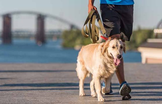 Dog Walking