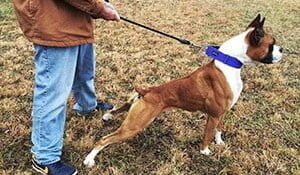 The Amazing Nose Power Of Dogs