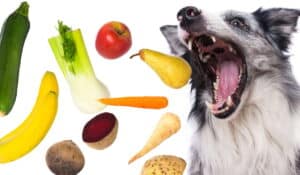 A-Z: What Can My Dog Eat?