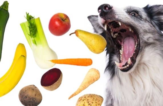 A-Z: What Can My Dog Eat?