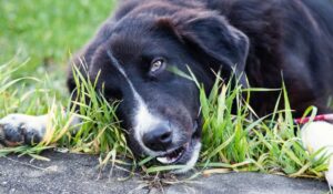 Why Do Dogs Eat Grass?
