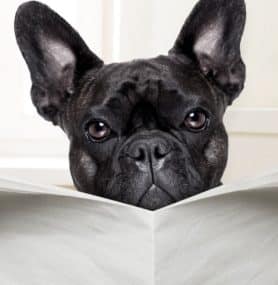 Diarrhoea In Dogs | What You Can Do To Help
