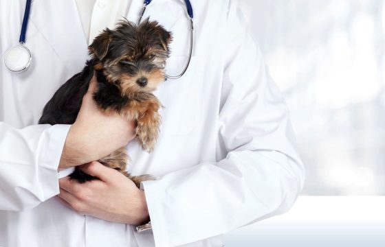 Choosing A New Vet