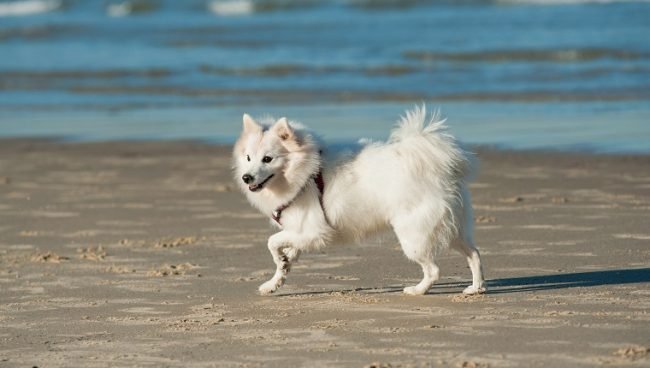 Japanese Spitz Feeding Guide Dog Feeding Guide Prodog Raw