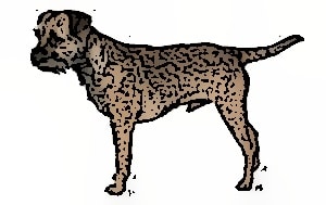Border Terrier Feeding Guide Best Dog Food For Border Terrier