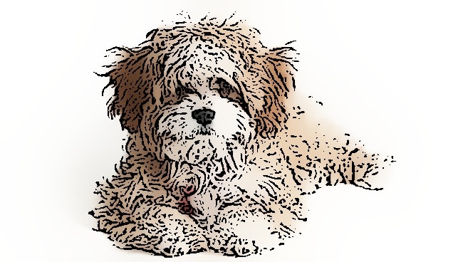 cavapoo feeding guide