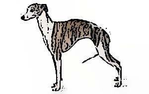Whippet Feeding Guide Best Dog Food For Whippet