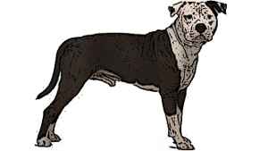staffy raw diet
