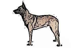 belgian malinois raw diet